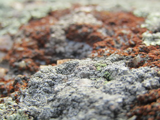 lichen on rock