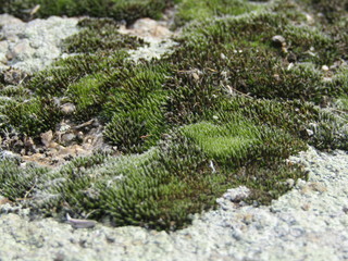 moss on stone