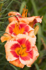 orange daylily trio