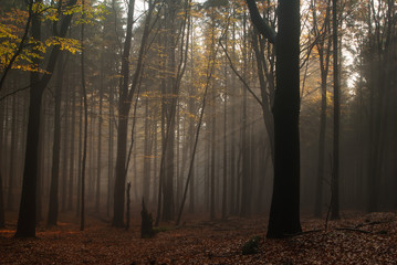 Herbstwald