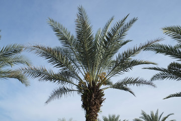 Obraz na płótnie Canvas Date-palm tree above bright clear blue sky at malaysia 
