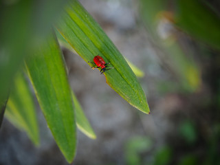bug on leaf