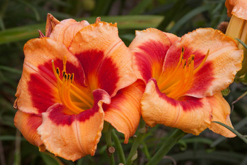 orange daylily duo