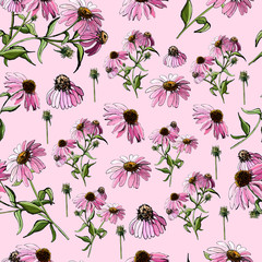 Seamless pattern  of pink echinacea flower on pink background. Hand drawn sketch. - obrazy, fototapety, plakaty