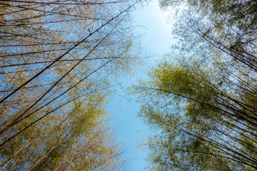 Abstract, nature Green leaf background and beautiful wallpaper.