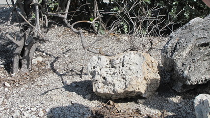 northern curlytail lizard leiocephalus carinatus on branch