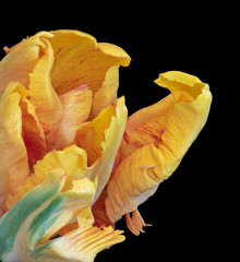 Still life bright colorful macro of petals of a single isolated parrot tulip blossom in...