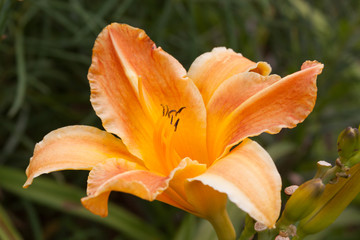 Fototapeta na wymiar orange single daylily