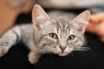 sleepy kitten in a girls knees. home kitten with a cute attractive face. carefree pet life