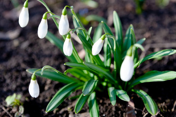 Snowdrop Galanthus nivalis. beautifull flowers at early morning in spring garden