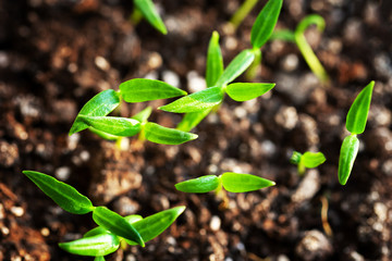 young sprouts of home farm vegetables. seedlings peppers and tomatoes for the garden or farm..