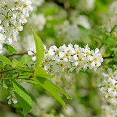Bl&uuml;hende Traubenkirsche, Prunus padus