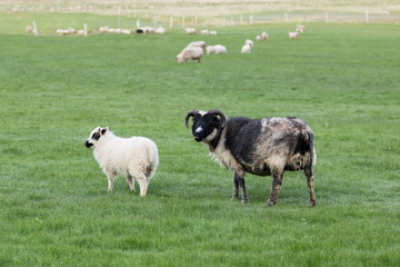 Fototapeta premium Dark faced Icelandic ewe with irate expression and white lamb standing in grass in southern Iceland