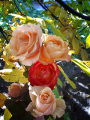 coloured roses on yellow leaves background