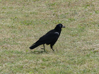 black raven on grass