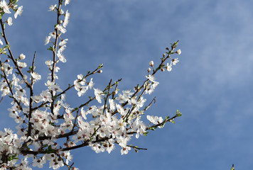 white flowers in spring