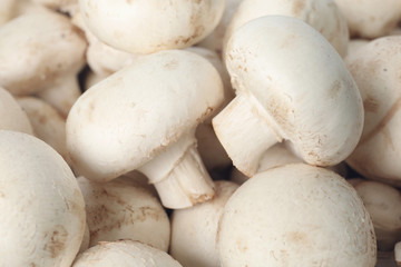Fresh raw champignon mushrooms as background, closeup