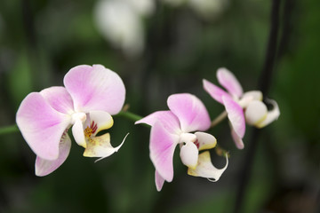 Fototapeta na wymiar Beautiful blooming tropical orchid on blurred background, closeup