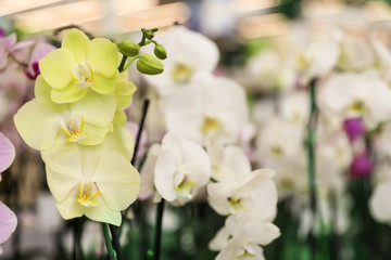 Beautiful blooming tropical orchid flowers in store. Space for text