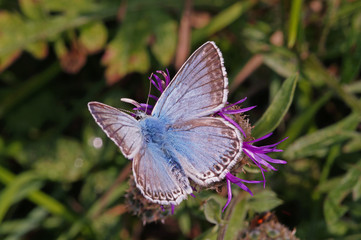 Polyommatus coridon (PODA, 1761) Silbergrüner Bläuling DE, NRW, Nettersheim 31.07.2015