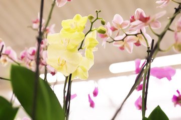 Beautiful blooming tropical orchid flowers in store