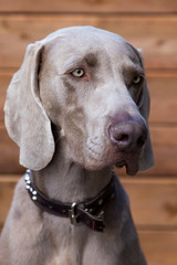 Side lit closeup of beautiful young Weimaraner with silver-grey coat and blue-grey eyes against wood background