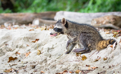 Baby raccoon (Procyon lotor), on the beach at Cahuita National Park, Costa Rica. © Kevin