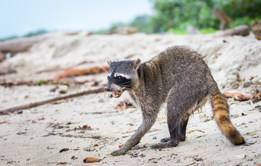 Adult female raccoon (Procyon lotor) on the beach at Cahuita National Park, Costa Rica,