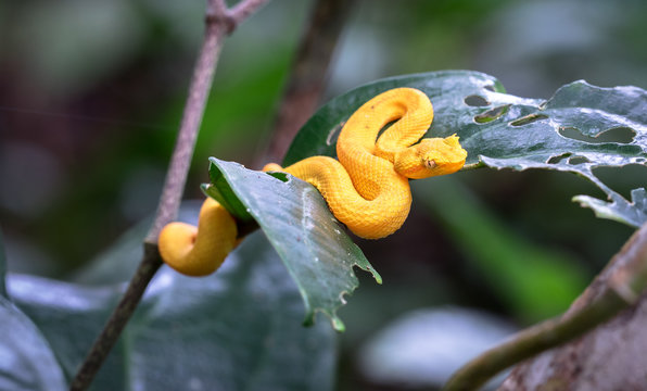 Eyelash viper (Bothriechis schlegelii), Cahuita National Park, Costa Rica.
