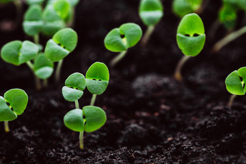 Young shoots of basil, seedlings, sprouts in the ground