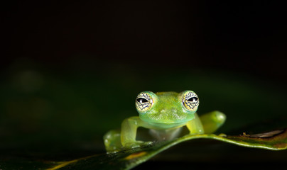 Ghost glass frog, or Limon giant glass frog (Sachatamia ilex), near Puerto Viejo de Sarapiqui