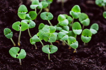Young shoots of basil, seedlings, sprouts in the ground