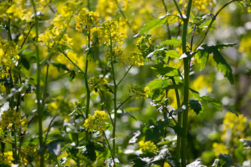 mustard in the vineyard