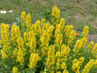field of yellow flowers