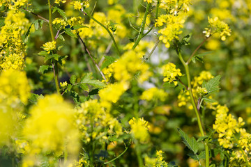 Obraz premium mustard in the vineyard
