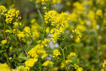 mustard in the vineyard