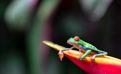 Red-eyed tree frog (Agalychnis callidryas) resting on a heliconia flower.
