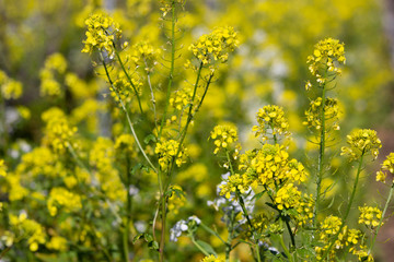 mustard in the vineyard