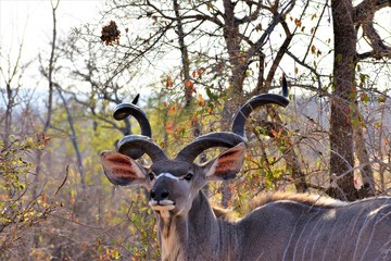 Greater Kudu