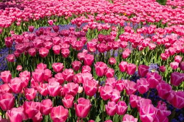 pink tulips in a garden