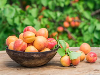 Ripe apricots in the wooden bowl on the table.