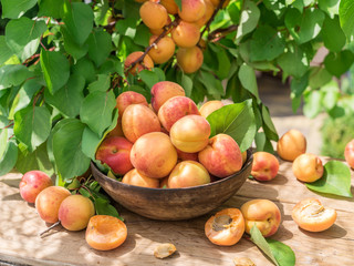 Ripe apricots in the wooden bowl on the table.