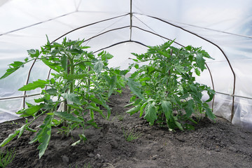 Young and small tomato sprouts in a private home greenhouse made of transparent oilcloth