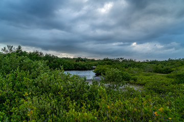 A look around Emerson Point Preserve and a beautiful sunset over Tampa Bay.