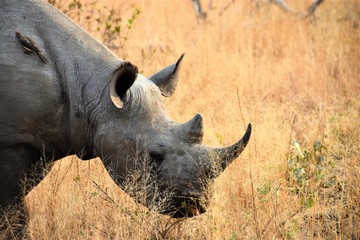 Obraz premium Black rhino