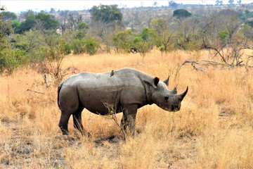 Obraz premium Black rhino