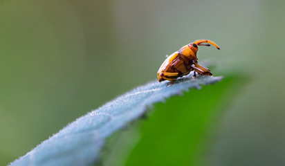 Weevil in the Tapanti-Macizo Cerro de la Muerte National Park