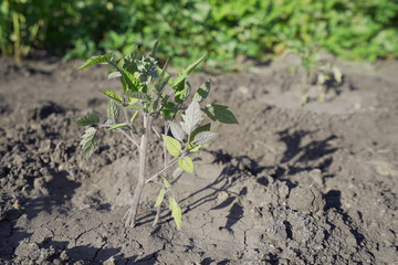 Young and small sprouts of tomatoes in the home kitchen garden in the dry ground