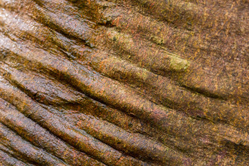 brown creased tree bark macro selective focus
