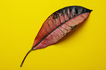 Leaf of tropical codiaeum plant on color background